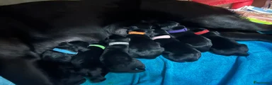 Labrador Retriever 4