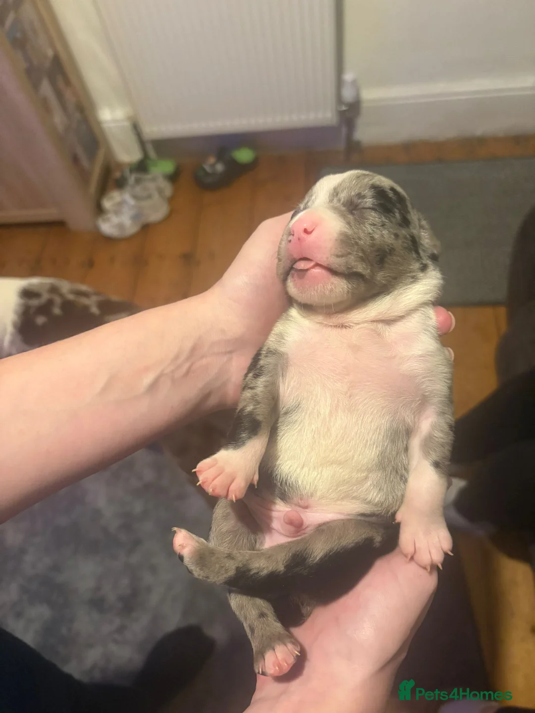 Mixed Breed dogs for sale: Beautiful American bully x staff pups.  - Advert 11