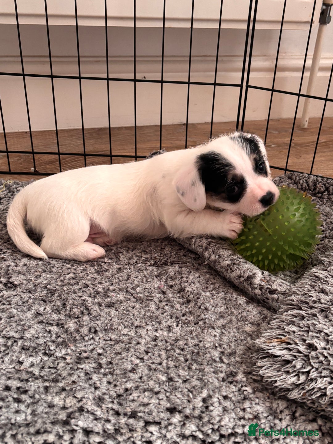 Mixed Breed dogs for sale:  Healthy Cavapoo x French Velvet Bulldog Puppies - Advert 11