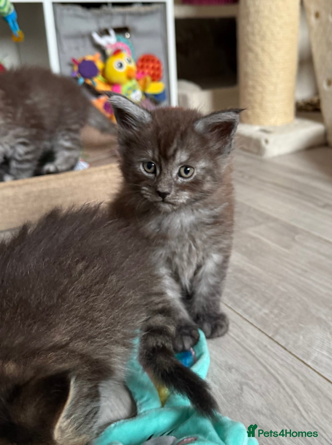 Maine Coon cats for sale: GCCF Maine coon stunning large kittens  - Advert 13