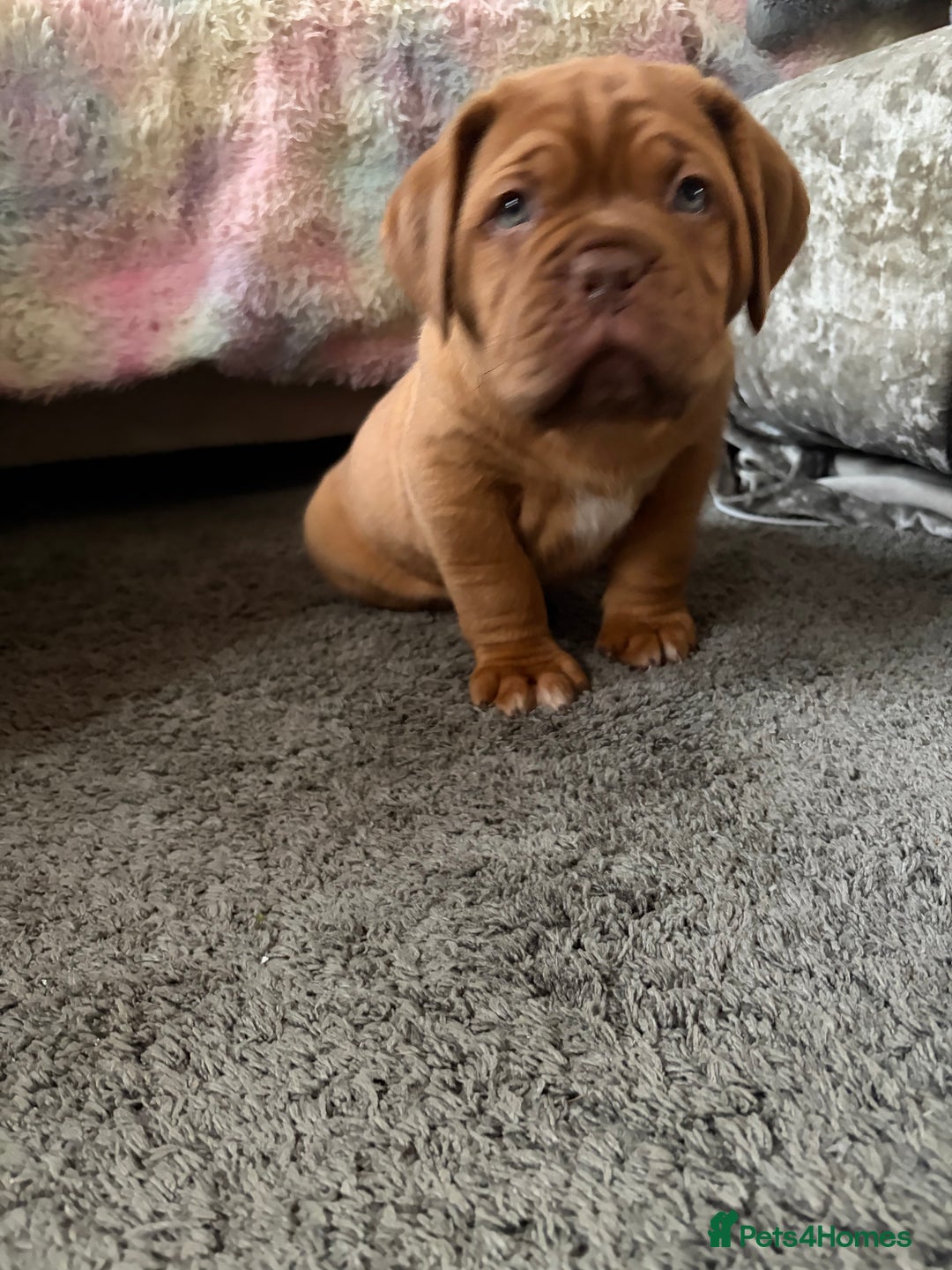 Dogue De Bordeaux dogs for sale: 2 BITCHES!LEFTFULL PEDIGREE 🦁 dogue de Bordeaux  - Advert 20