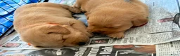 Labrador Retriever dogs for sale: Labrador Puppies Looking For Their Forever Homes  - Advert 31