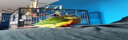 Conures birds for sale: Hand tamed conure and cage for sale in Glasgow - Advert 12