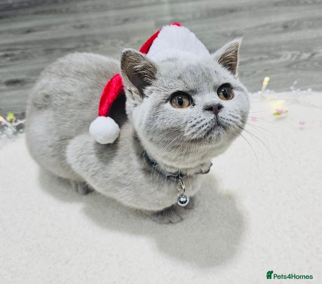British Shorthair cats for sale: Beautiful Rare Fawn Lilac British Shorthair Girl! - Advert 8