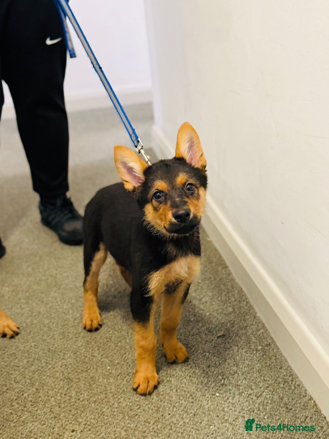 German Shepherd dogs for sale: Exceptional German Shepherd Girls - Advert 14