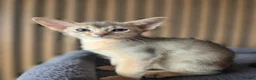 Abyssinian cats for sale: Beautiful Abyssinian Kitten  - Advert 20