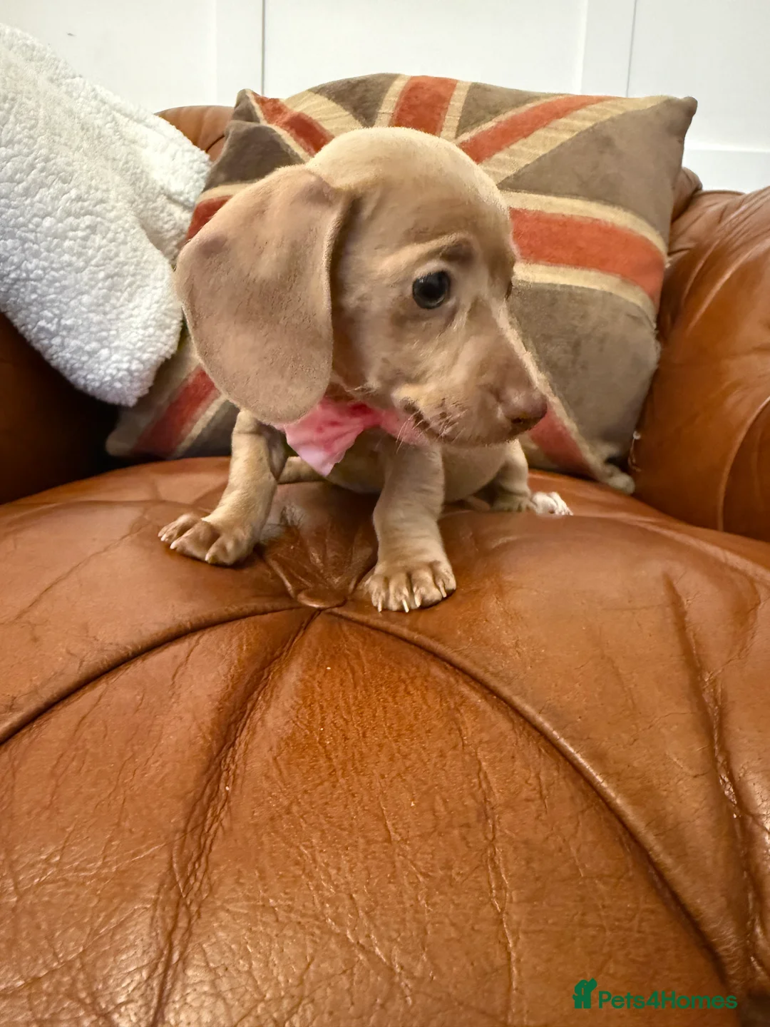 Miniature Dachshund dogs for sale: Stunning Pups 5 ⭐ Star Licensed 5 ⭐ Reviews!  - Advert 18