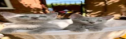 Russian Blue cats for sale: 🐾Champion Line TICA Russian Blue Kittens 🐾 - Advert 4