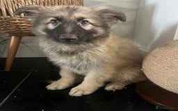 German Shepherd dogs for sale: German shepherd pups silver sable black/tan black  - Image 16