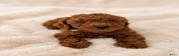 Cavapoo dogs for sale: PREMIUM TEDDY TOY CAVAPOOS READY FOR FOREVER HOMES - Advert 8