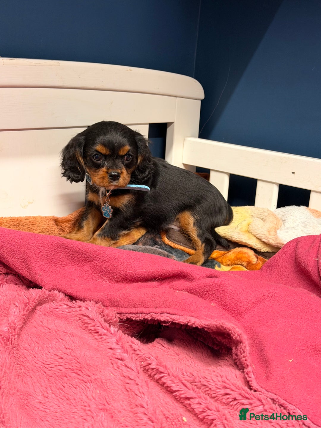 Cavalier King Charles Spaniel dogs for sale: 🐶 Beautiful Cavalier King Charles  Puppies 🐶 - Advert 26