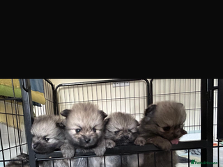 Pomeranian dogs - Advert 23