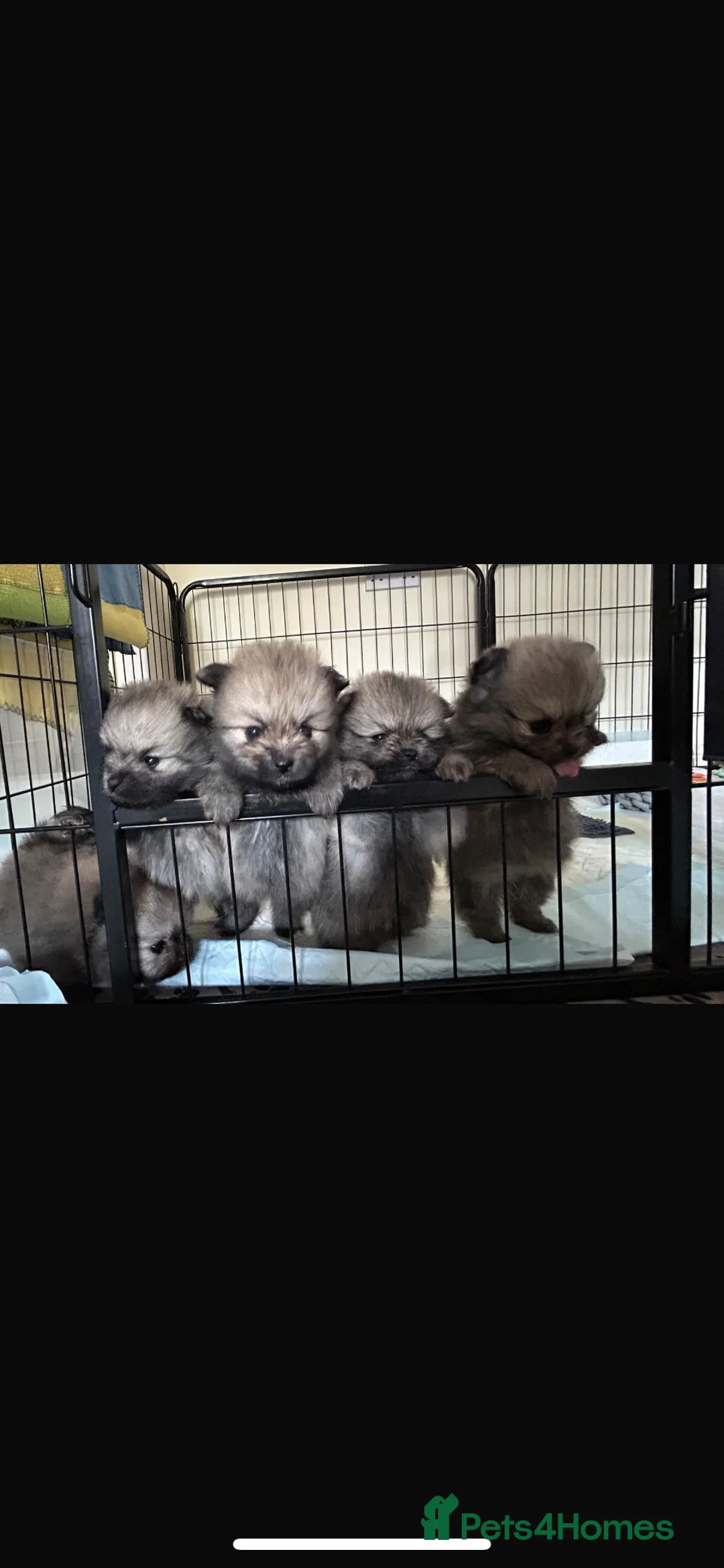 Pomeranian dogs for sale: 5 Generation champion Russian bloodline - Advert 6