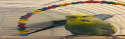 Budgerigars birds for sale: 2 budgies - Advert 2