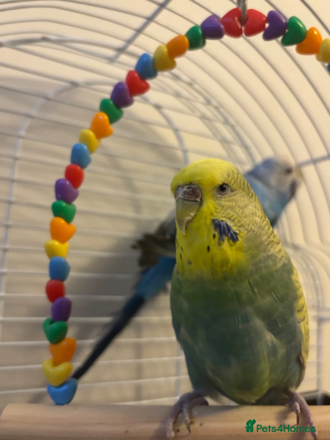 Budgerigars birds for sale: 2 budgies - Advert 2