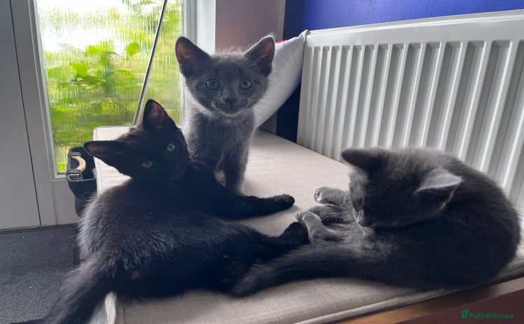 Domestic Shorthair cats - Advert 5