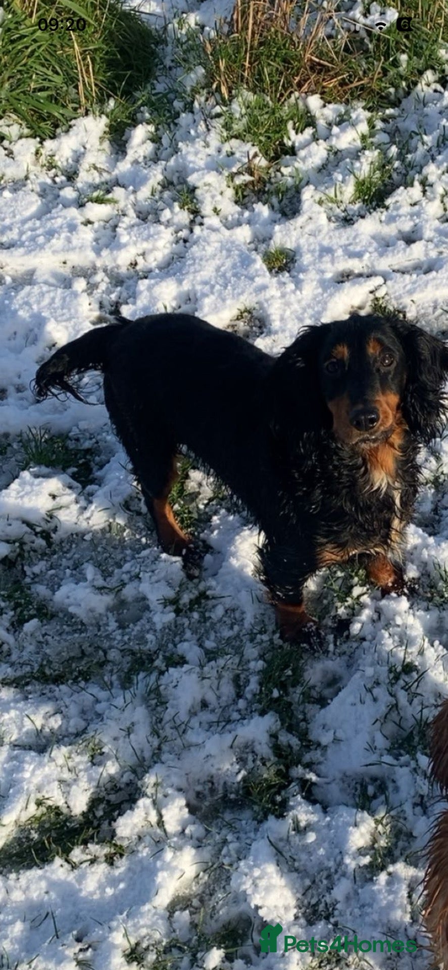 Cocker Spaniel dogs Kc registered cocker spaniel boy - Advert 16