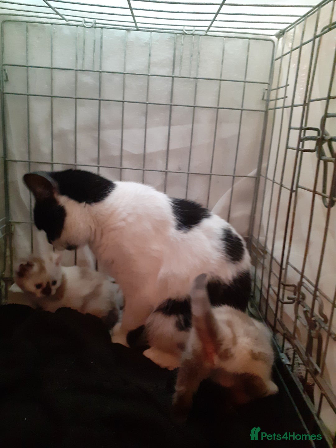 Domestic Shorthair cats for sale: Rare coloured kittens - Image 4