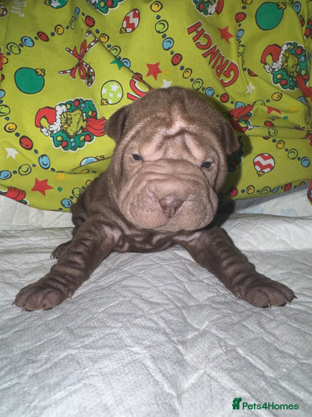 Shar Pei dogs for sale: Shar Pei Puppies For Sale - Advert 4