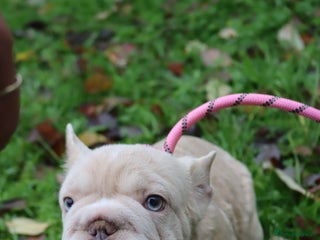 French Bulldog dogs Panda husky puppy’s - Advert 8