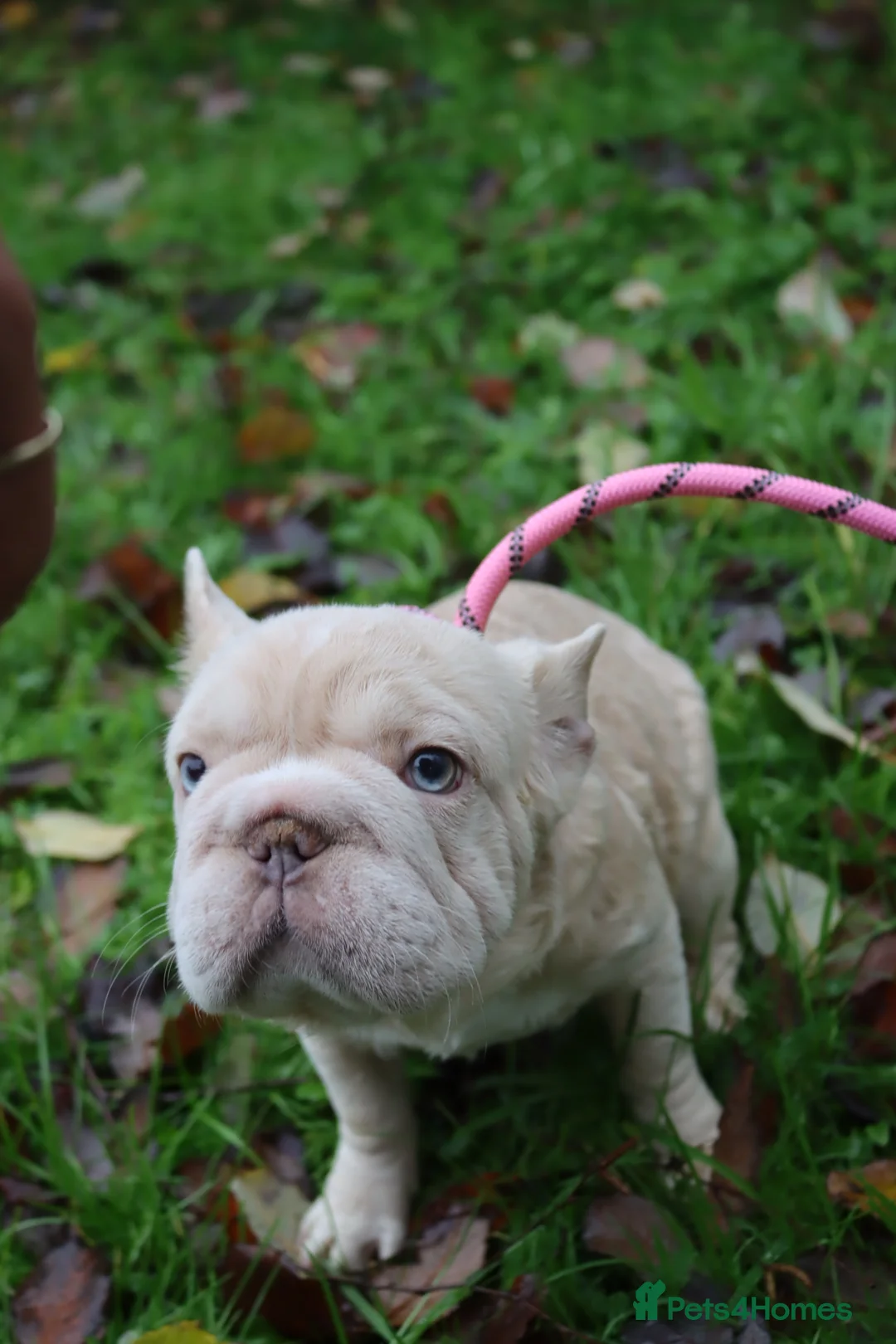 French Bulldog dogs for sale: Panda husky puppy’s  - Advert 1