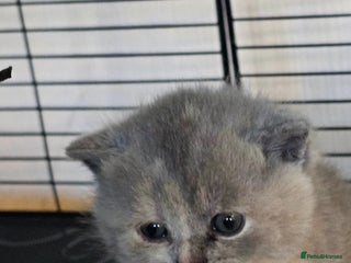 British Shorthair cats GCCF chunky girl - Advert 2