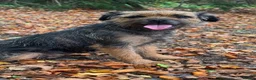 Border Terrier dogs for sale: Kc reg Blue & tan male - Advert 6