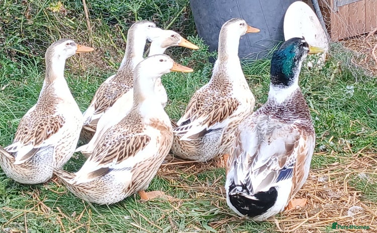 Ducks poultry - Advert 8