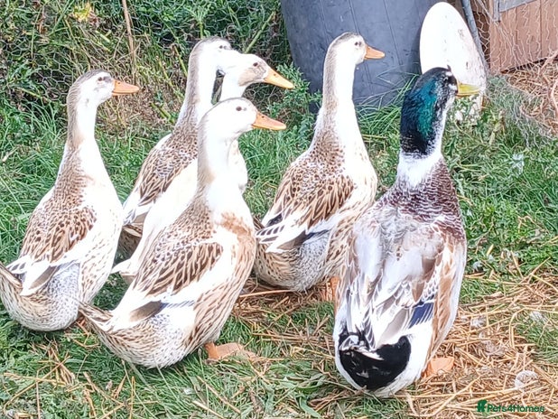 Ducks poultry - Advert 8