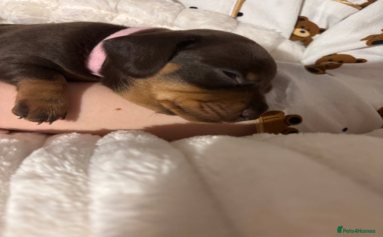 Miniature Dachshund dogs - Advert 8