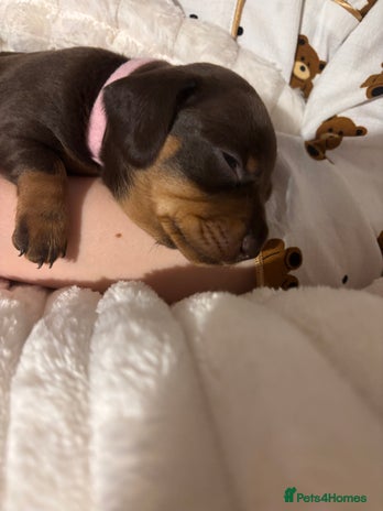 Miniature Dachshund dogs - Advert 2