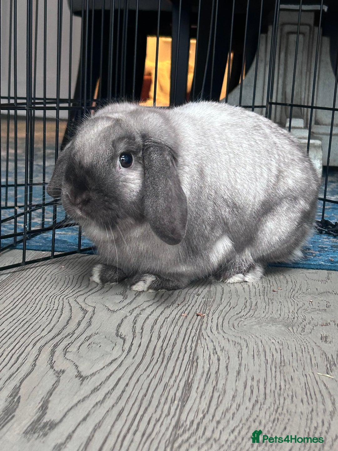 Mini Lop rabbits for sale: 2 Female Mini Lop Bunnies looking for new home - Advert 4