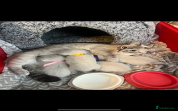 Ragdoll cats for sale: Gorgeous pedigree Ragdoll kittens for sale  - Image 7