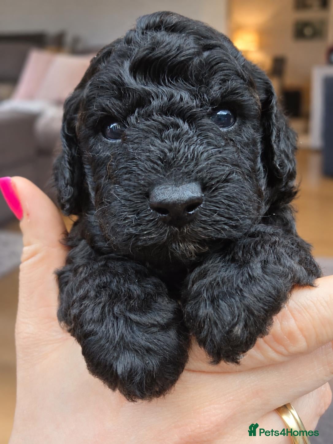 Toy Poodle dogs for sale: *JUST 1 PUP LEFT* Beautiful KC Toy Poodle Puppies - Advert 2
