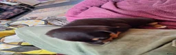 Jack Chi dogs for sale: Beautiful jachi boy puppy left in Nuneaton - Advert 6