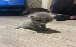 Persian cats for sale: Beautiful Persian kittens / 1 mixed breed  - Image 9