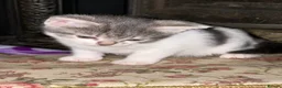 Mixed Breed cats for sale: Mixed breed kittens  - Advert 12