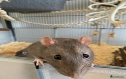 Rat rodents for sale: 4 male rats mixed ages, free to a good home - Image 2