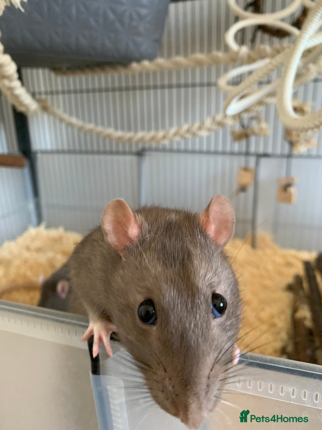 Rat rodents for sale: 4 male rats mixed ages, free to a good home - Image 2