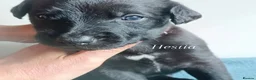 Lurcher dogs for sale: 9 beautiful Bedlington X Whippet puppies  - Advert 11