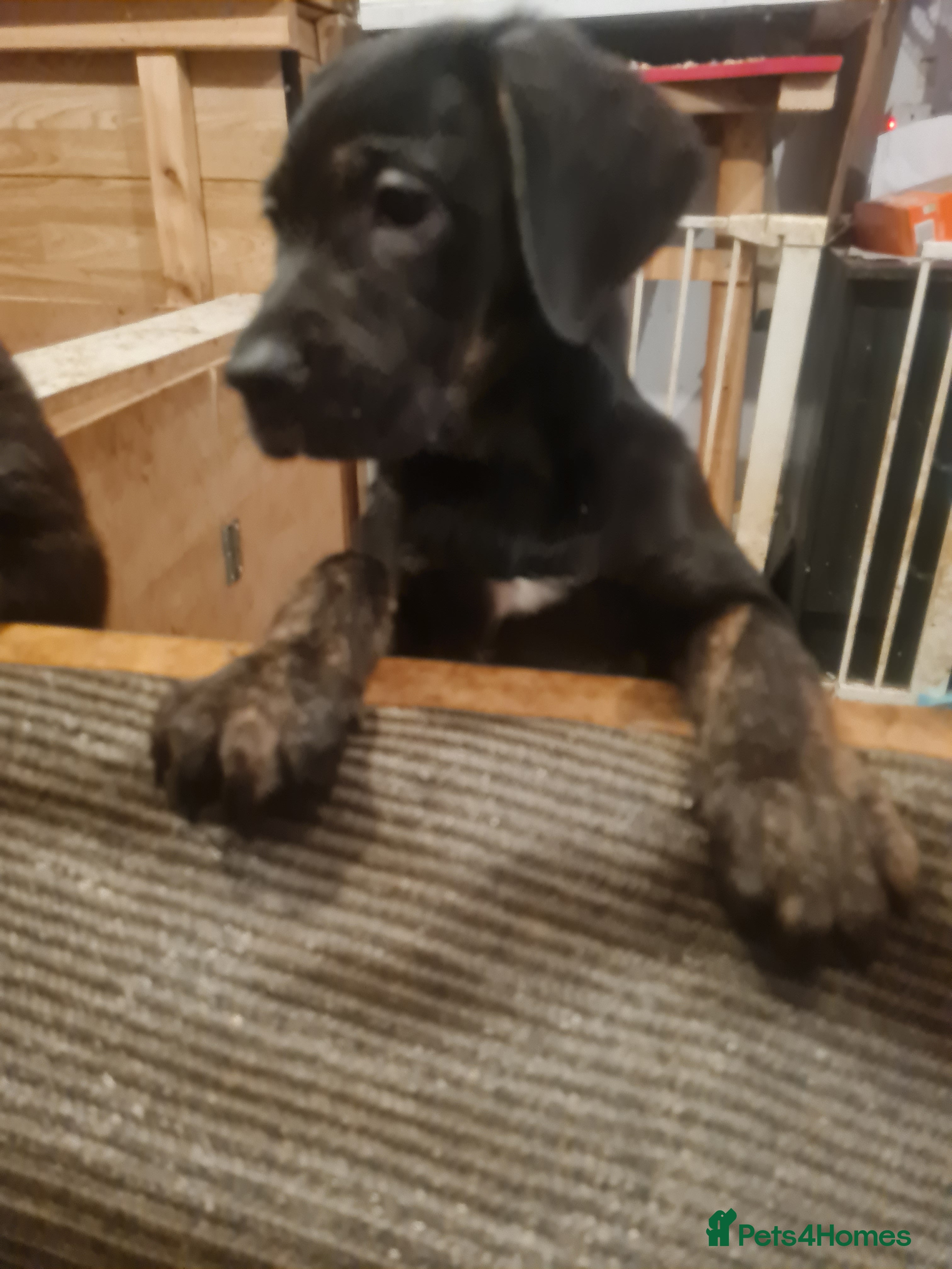 Mixed Breed dogs Mixed breed pups for sale - Advert 1