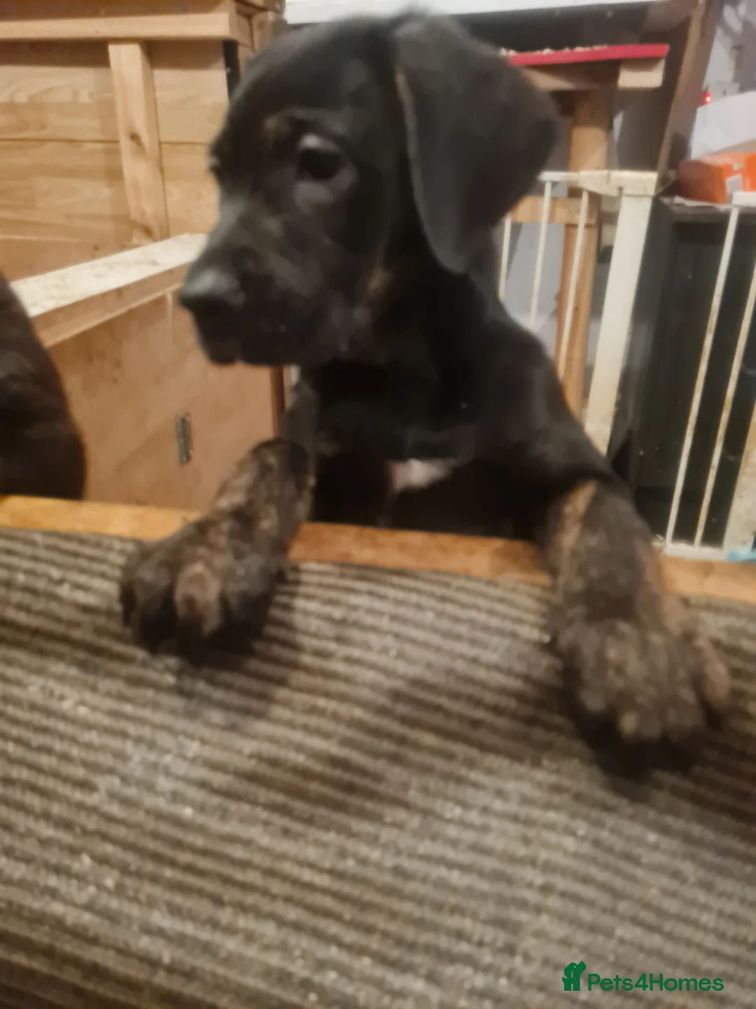 Mixed Breed dogs for sale: Mixed breed pups for sale - Advert 1