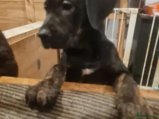 Mixed Breed dogs Mixed breed pups for sale - Advert 1