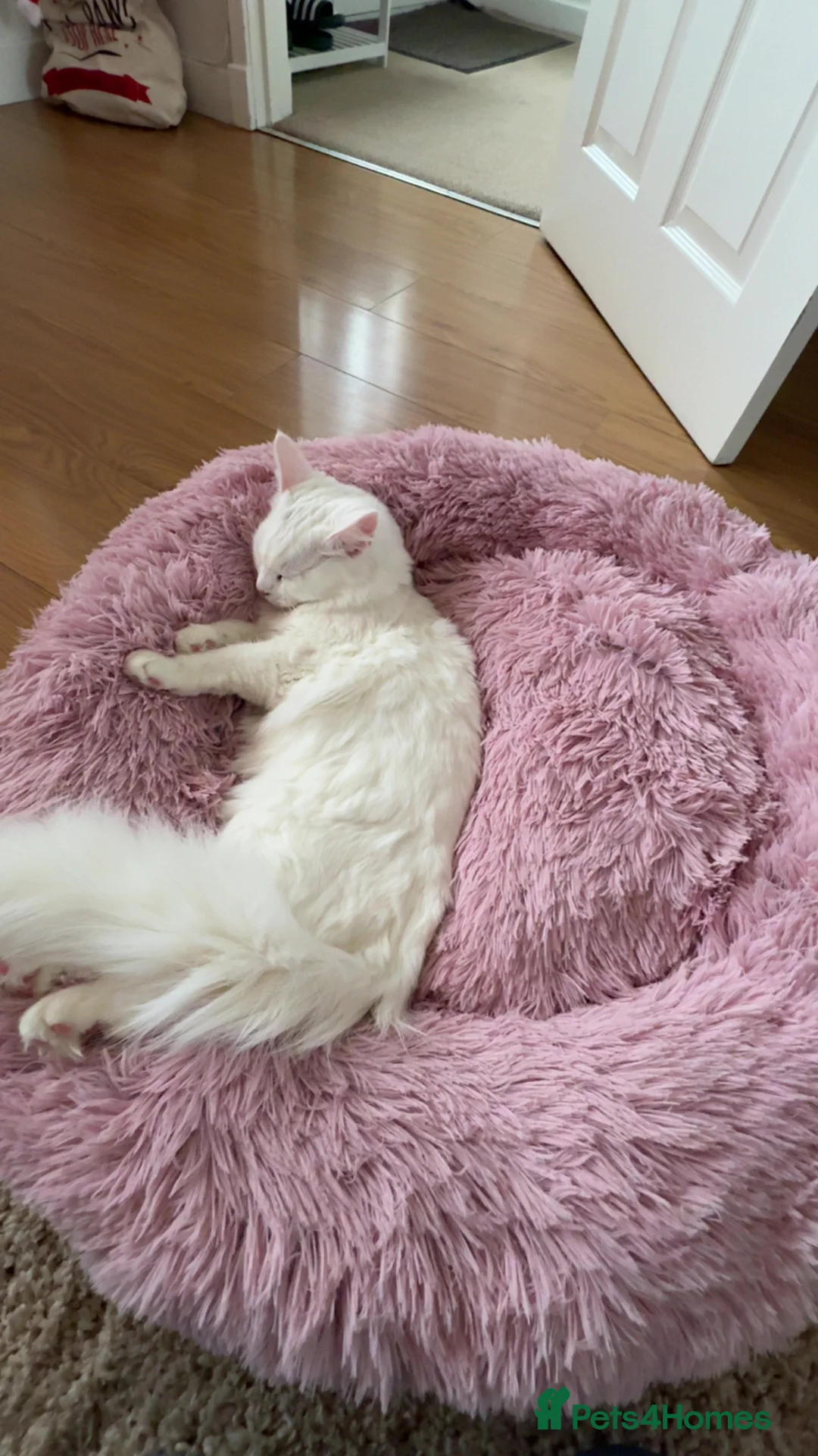 Turkish Angora cats for sale: Kitten for sale  - Advert 4