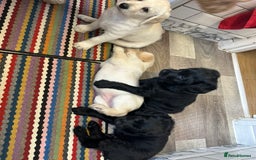 Labradoodle dogs for sale:  Unique,Exceptionally Bred F1 Labradoodles 🐾19/05 in Bristol - Image 9