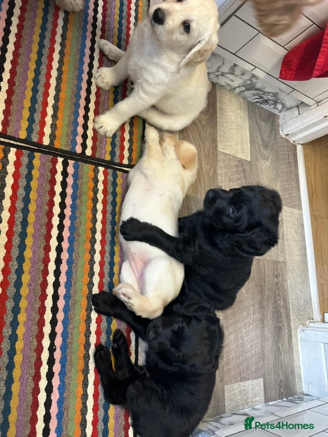 Labradoodle dogs for sale:  Unique,Exceptionally Bred F1 Labradoodles 🐾19/05 in Bristol - Image 9