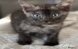 Bengal cats for sale: World Championship Kittens  - Image 3