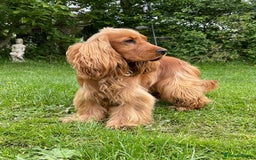 Cocker Spaniel dogs for sale: Waiting list open! KC reg Cocker Spaniel pups - Image 9