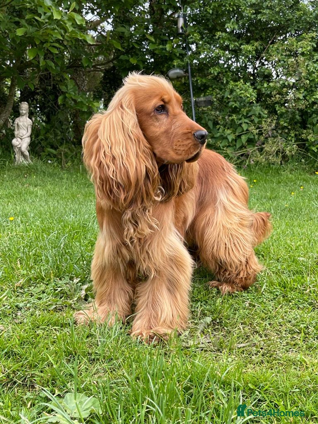 Cocker Spaniel dogs for sale: Waiting list open! KC reg Cocker Spaniel pups - Image 9