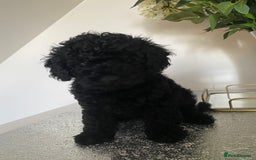 Miniature Poodle dogs for sale: Beautiful miniature poodles  - Advert 1